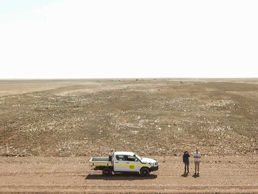 Тайпан: образ жизни и среда обитания змеи