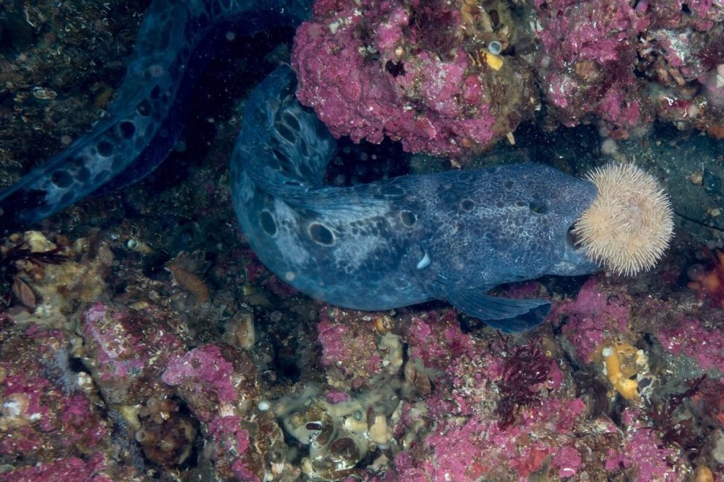 Сом-угорь (Anarhichthys ocellatus)