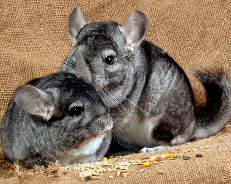 Шиншилла: содержание, уход, все за и против, интересные факты о шиншиллах,