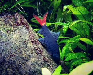 Лабео биколор