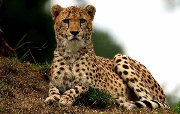 12-самых быстрых животных на планете-12