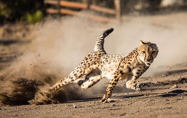 12-самых быстрых животных на планете-13