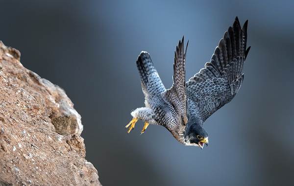 12 самых быстрых животных на планете-18