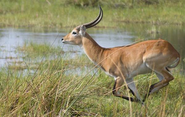 12 самых быстрых животных на планете-3