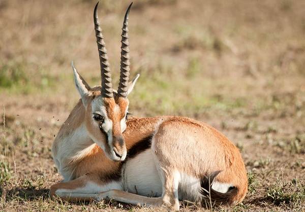 12 самых быстрых животных на планете-4