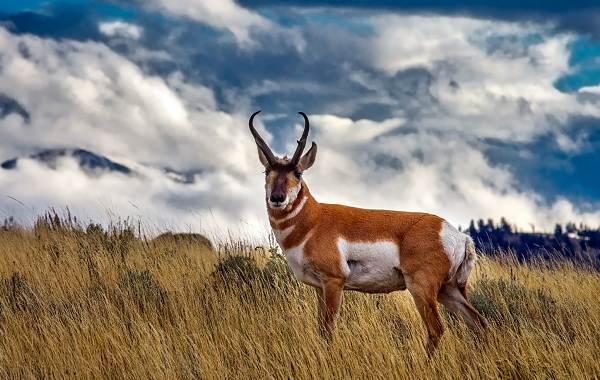 12 самых быстрых животных на планете-7