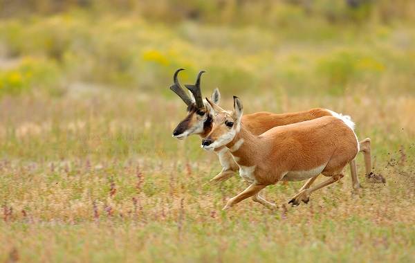 12 самых быстрых животных на планете-8