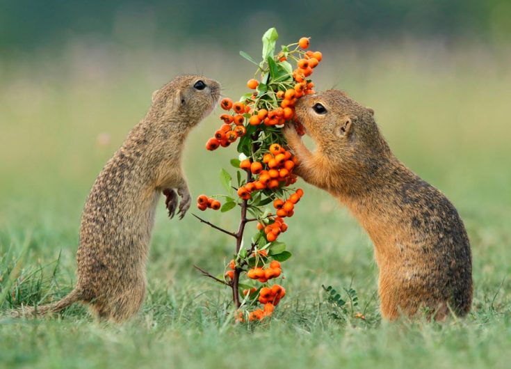 Суслик: описание животного, особенности, виды, образ жизни