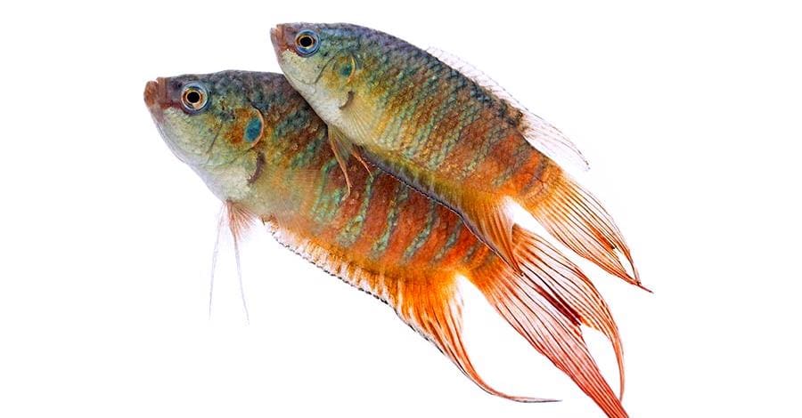 Макропод (Macropodus opercularis) самец и самка, внешний вид, отличие.