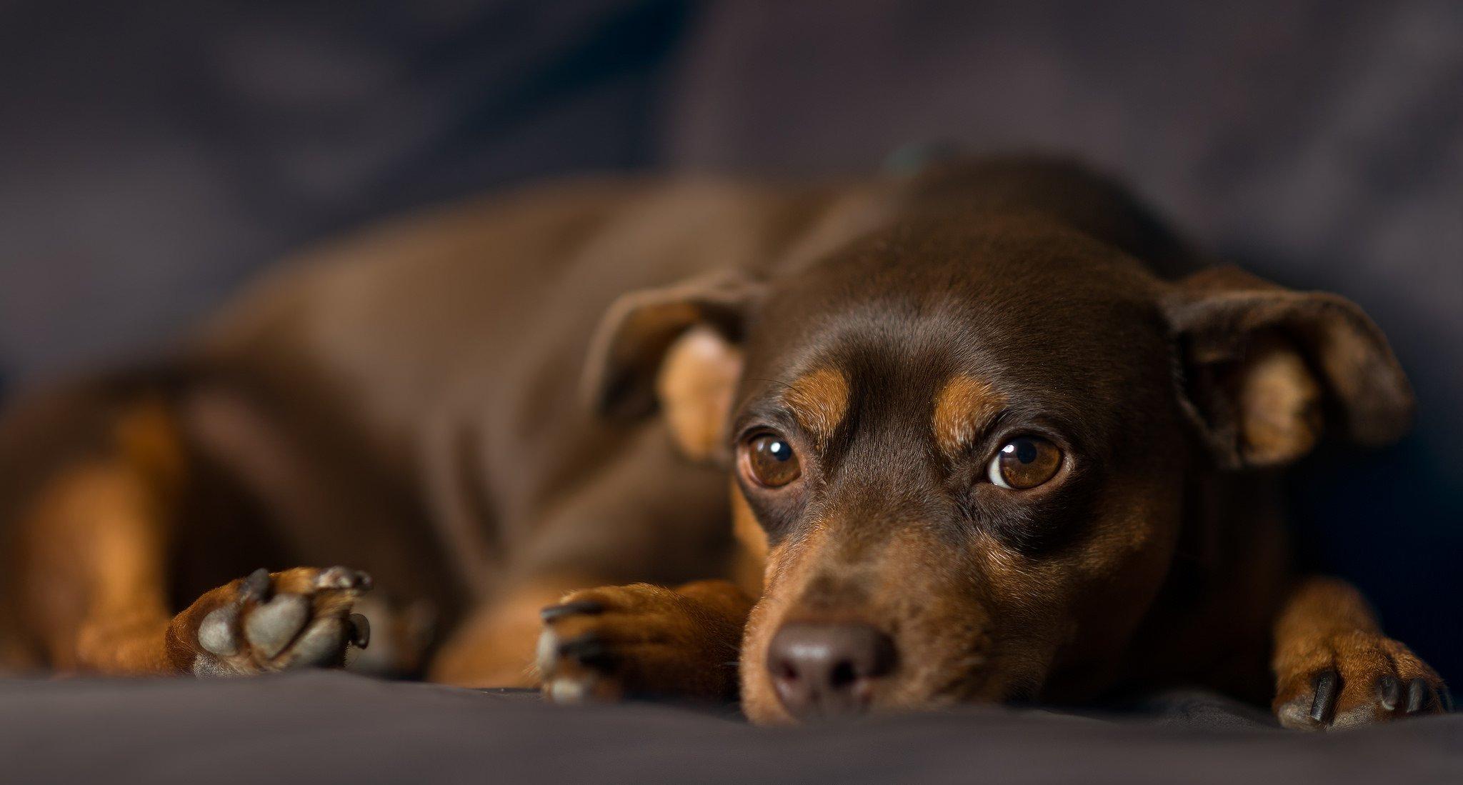 Все породы собак под названием пинчер: особенности характера, ухода и дрессировки
