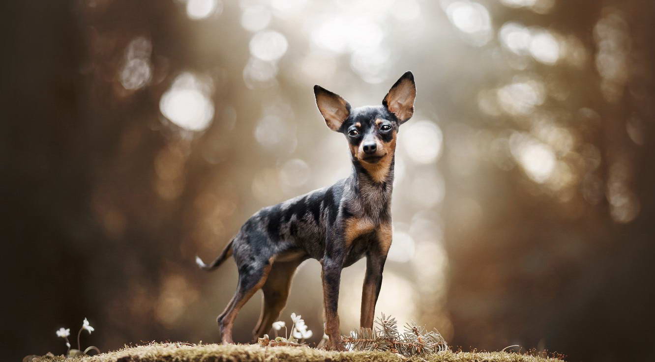 Сколько живут той-терьеры