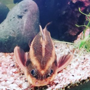 Полосатый платидорас