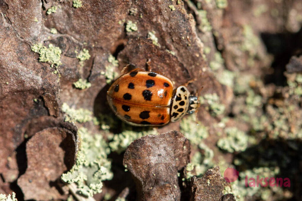 Фуруку (четырёхпятнистый) (лат. Harmonia Quadripunctata)