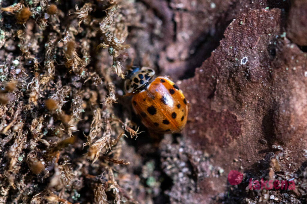 Фуруку (четырёхпятнистый) (лат. Harmonia Quadripunctata)