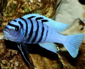 Псевдотрофеус зебра