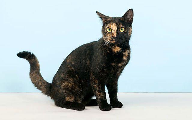 Черепаховый кот