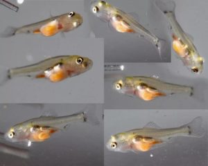 Все о размножении барбусов в домашних условиях