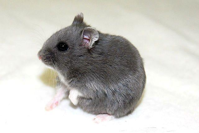 Прозвища для серых карликов