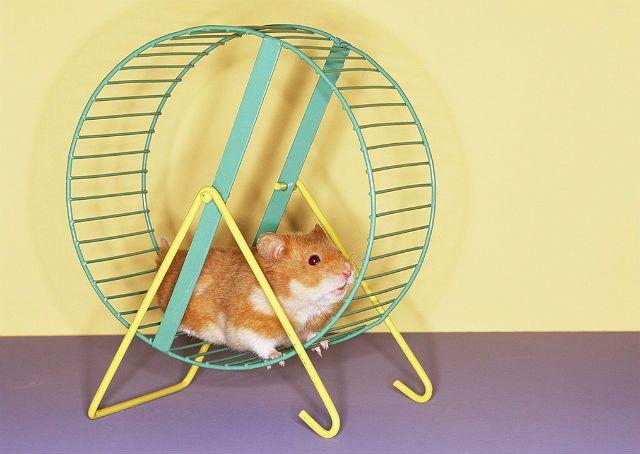 Колесо для хомяка своими руками