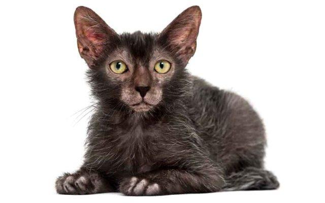 Кошка ликой - внешний вид