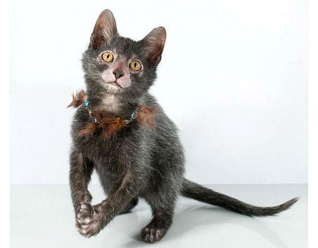 Кошка ликой - физическая активность