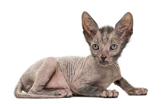 Котенок ликой