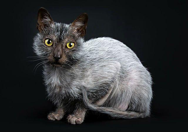 Кошка ликой сидит