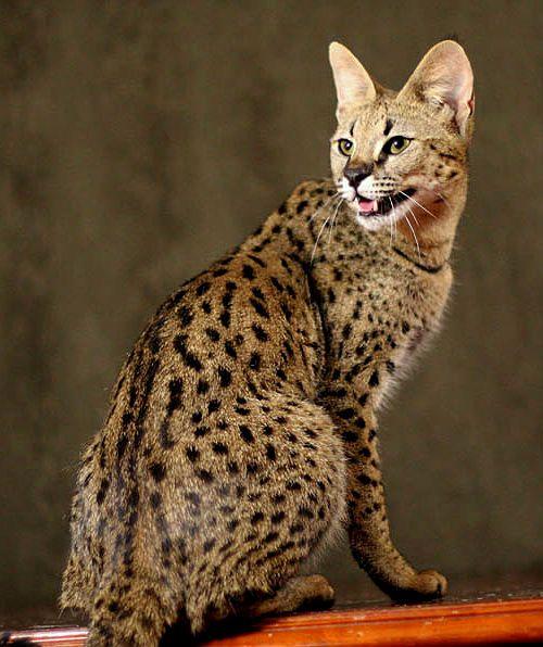 Кошка саванна - внешний вид