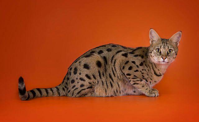 Кошка саванна - вид сбоку