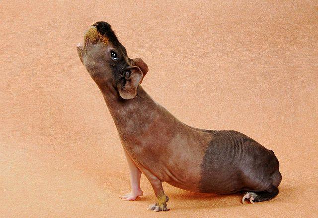 Поджарая морская свинка – характер и поведение