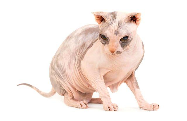 Украинский левкой - экстерьер