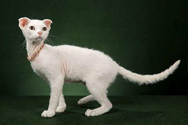 Белый котенок украинский левкой