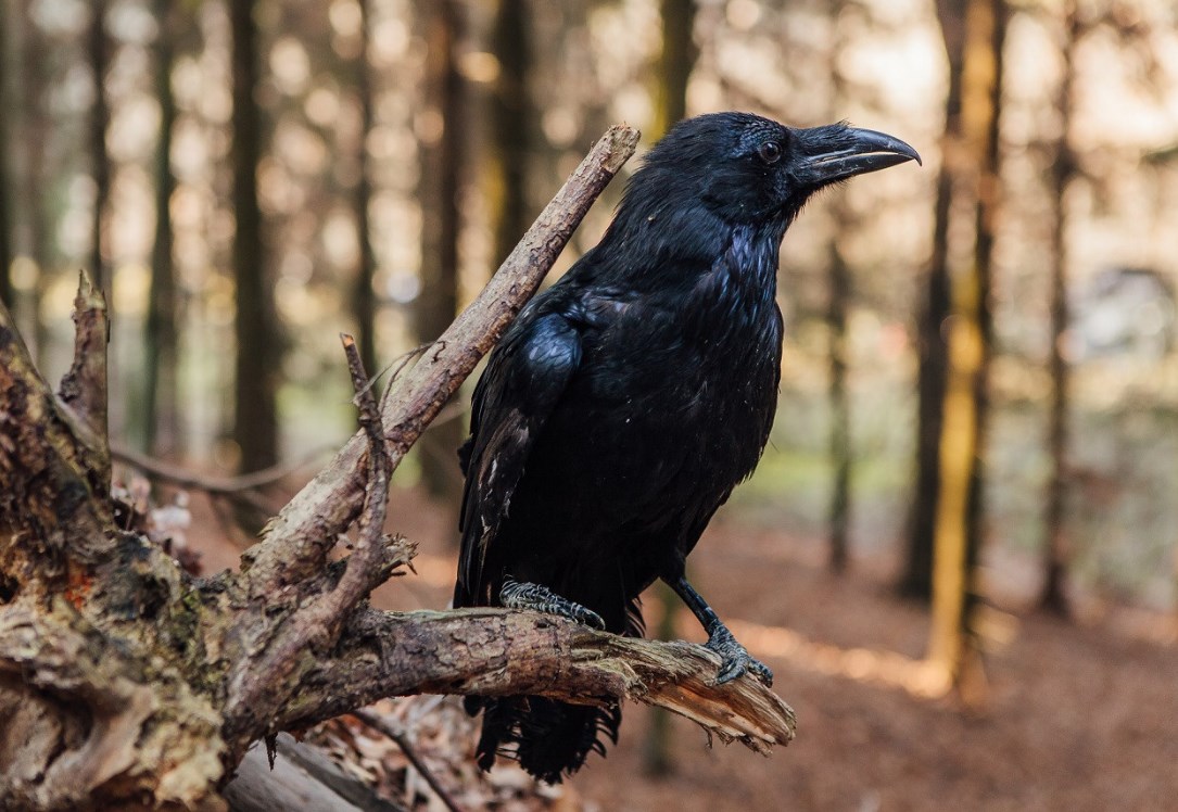 Ворона – описание, особенности, ареал, размножение, виды, питание, образ жизни