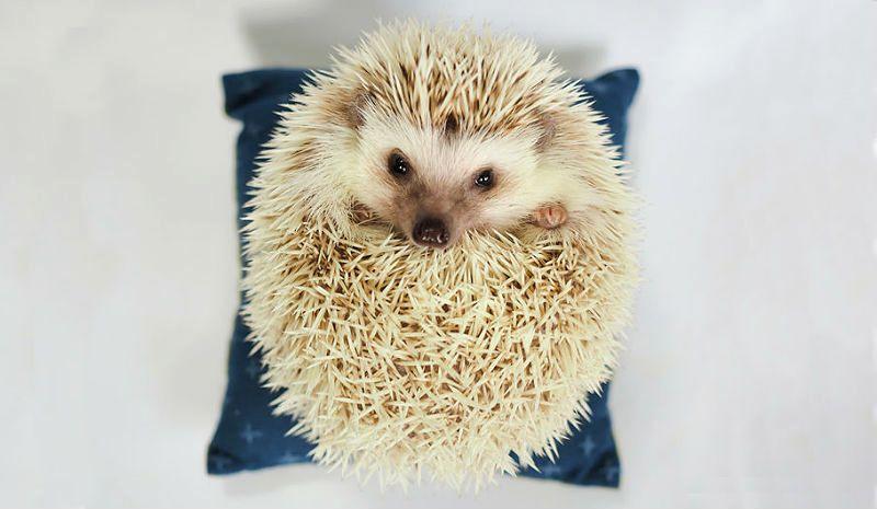 Впадает ли ёж в спячку