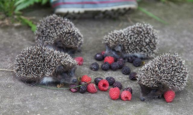 Ежики едят малину