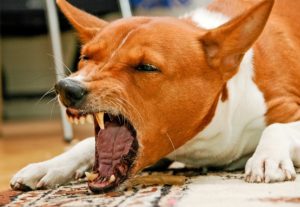 Басенджи зевает