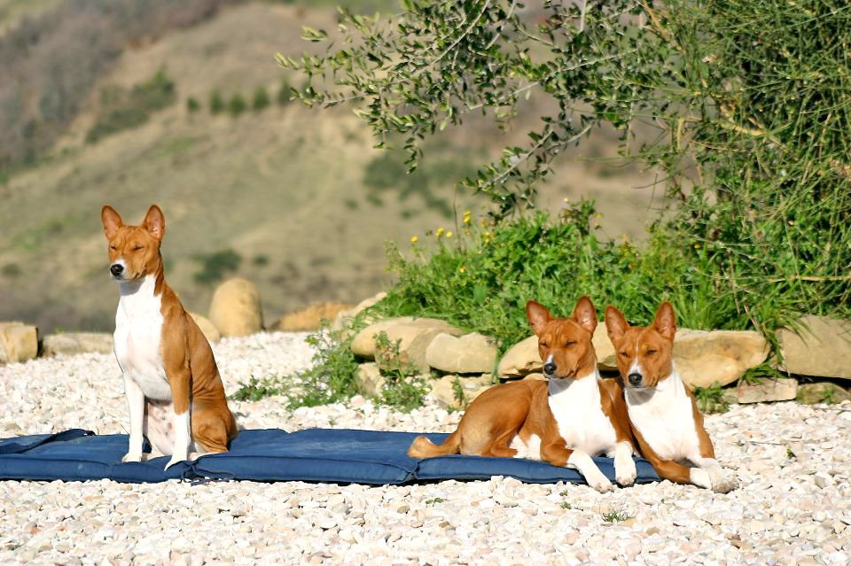 Басенджи загорают