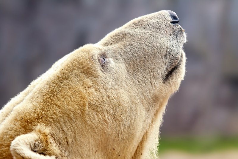 Белый медведь: где живет и чем питается, ареал обитания, интересные факты