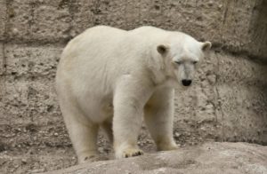 Белый медведь: где живет и чем питается, ареал обитания, интересные факты