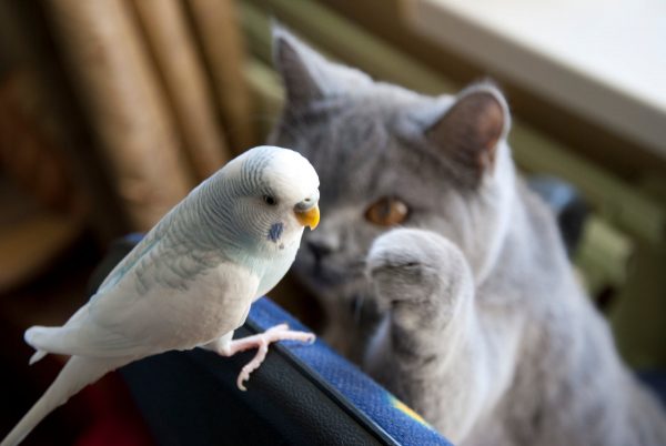 Cколько живут волнистые попугаи в домашних условиях в клетке