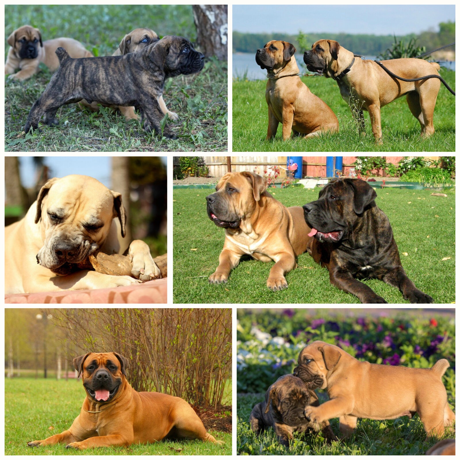 южноафриканский бурбуль