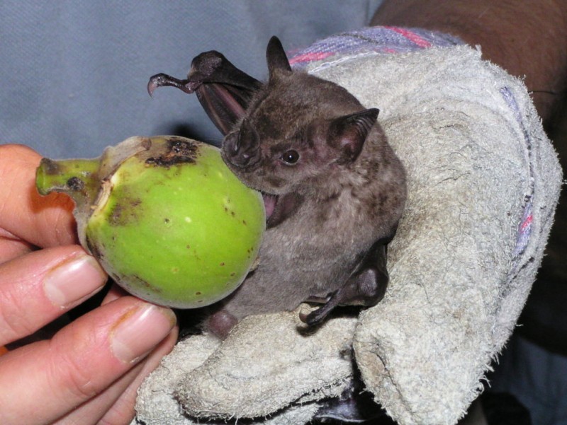 Летучая мышь: виды и описание животных, интересные факты