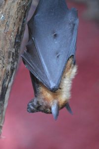 Летучая мышь: виды и описание животных, интересные факты