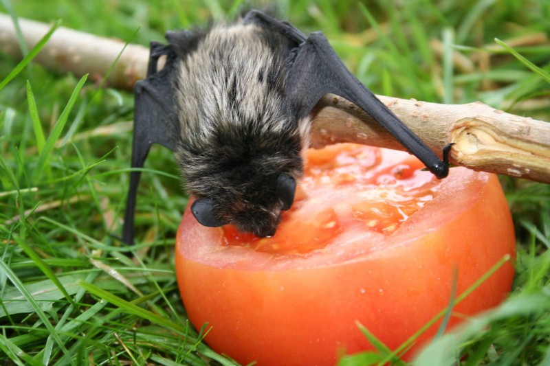 Летучая мышь: виды и описание животных, интересные факты