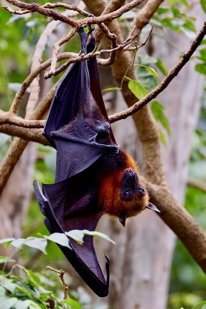 Летучая мышь: виды и описание животных, интересные факты