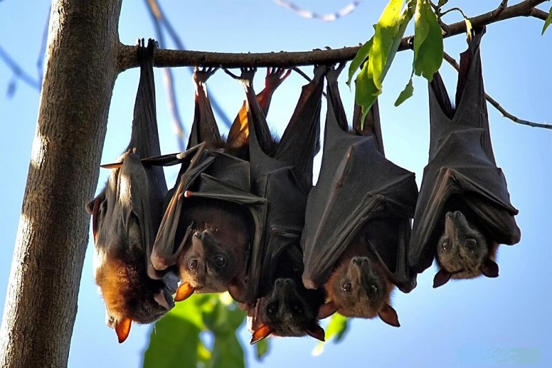 Летучая мышь: виды и описание животных, интересные факты