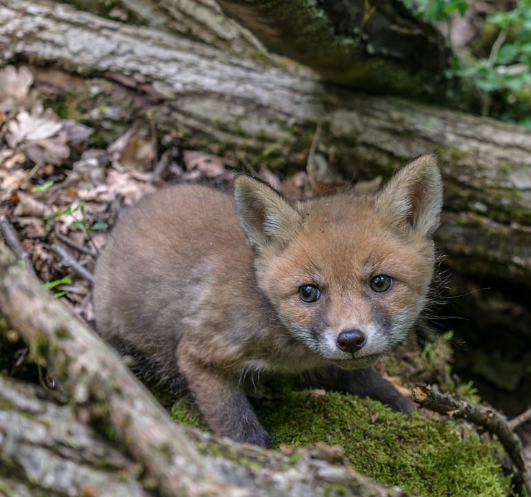 Лиса - это собака или кошка?