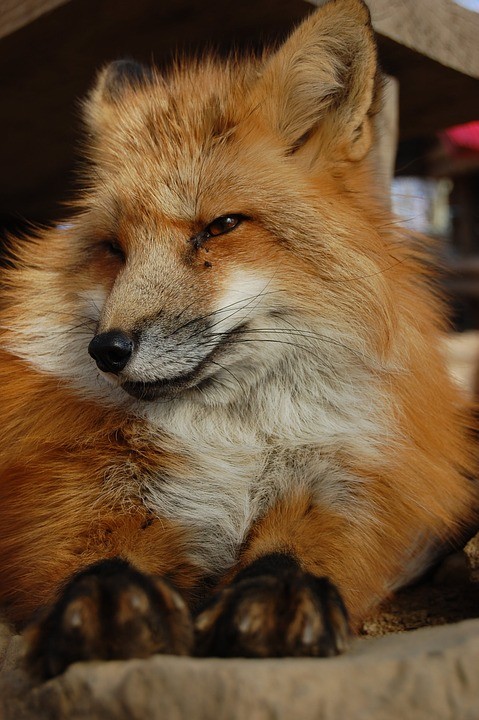 Лиса - это собака или кошка?