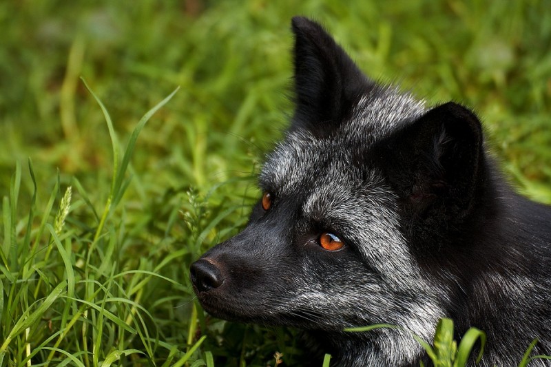 Лиса - это собака или кошка?