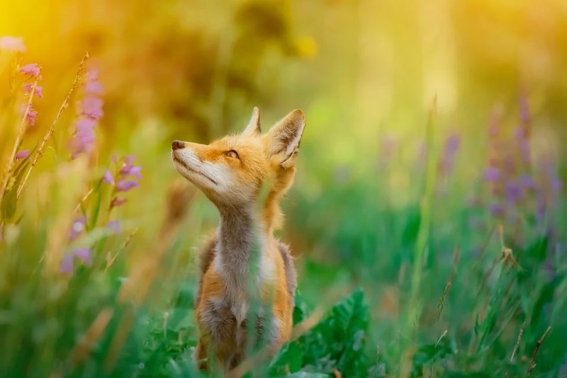 Лиса - это собака или кошка?